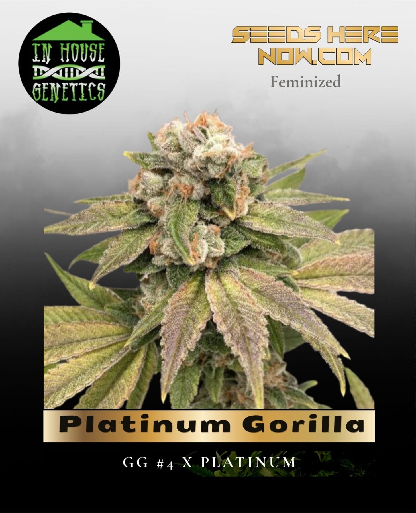 Platinum Gorilla (Feminized) - In House Genetics