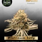 Platinum Jelly (Feminized) - In House Genetics