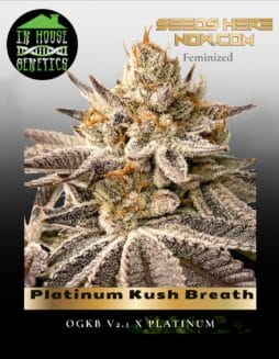 Platinum Kush Breath (Feminized) (space) In House Genetics