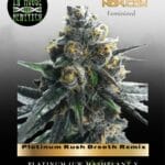 Platinum Kush Breath Remix (Feminized) - In House Genetics