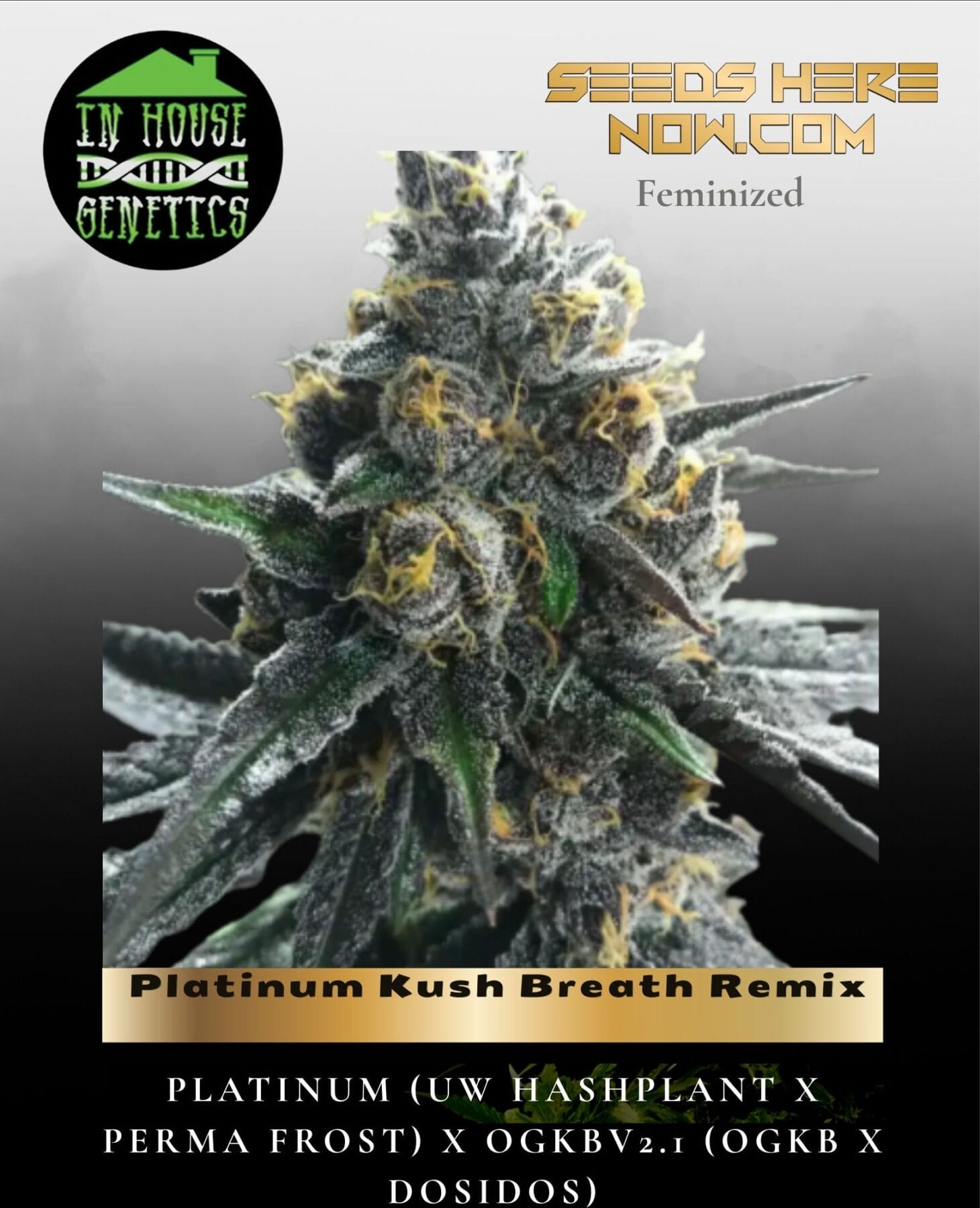 Platinum Kush Breath Remix (Feminized) - In House Genetics