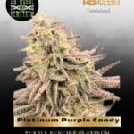 Platinum Purple Candy (Feminized) - In House Genetics