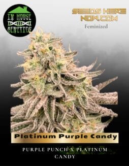 Platinum Purple Candy (Feminized) (space) In House Genetics