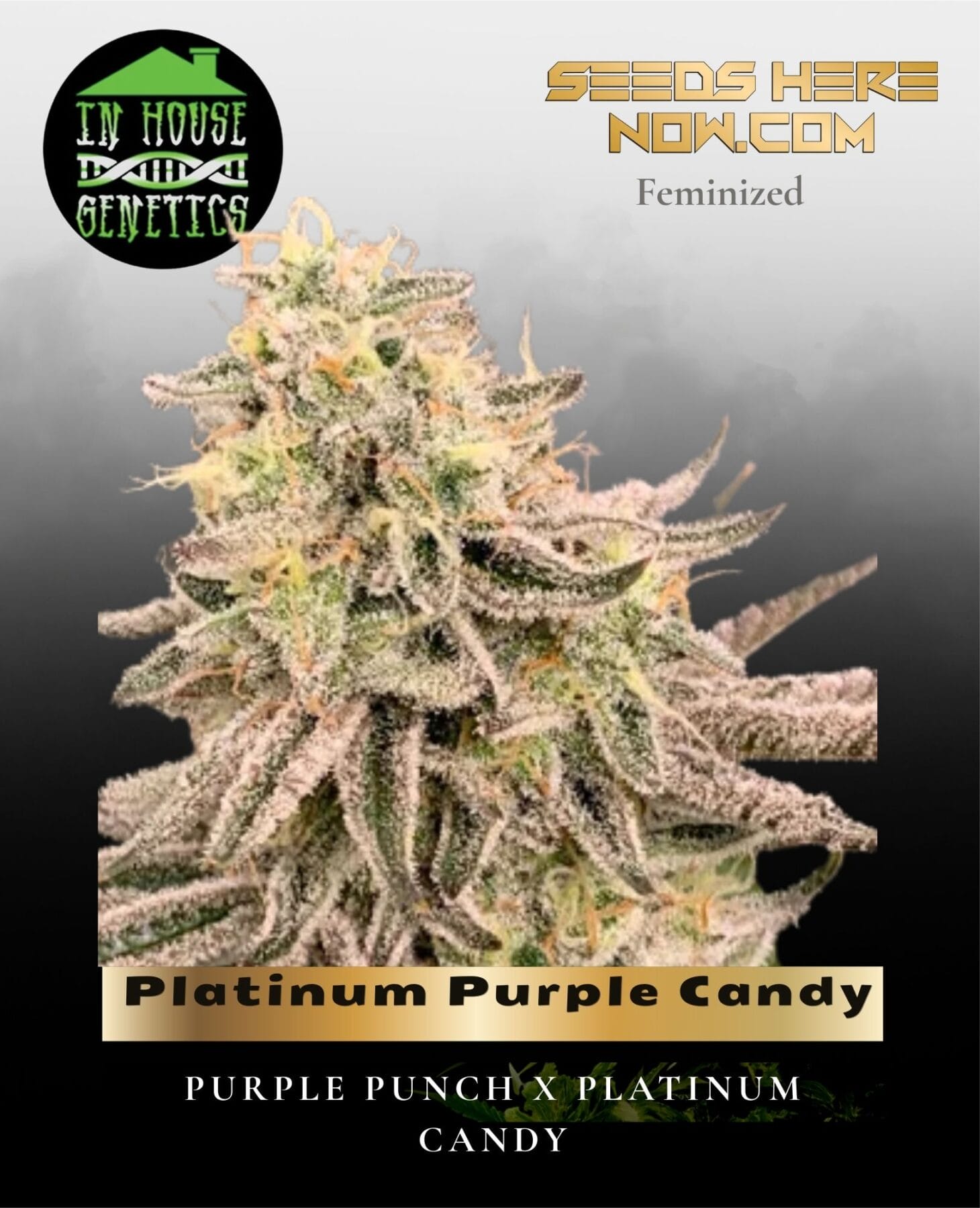 Platinum Purple Candy (Feminized) - In House Genetics