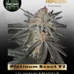 Platinum Scout V2 (Feminized) - In House Genetics