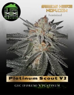 Platinum Scout V2 (Feminized) (space) In House Genetics