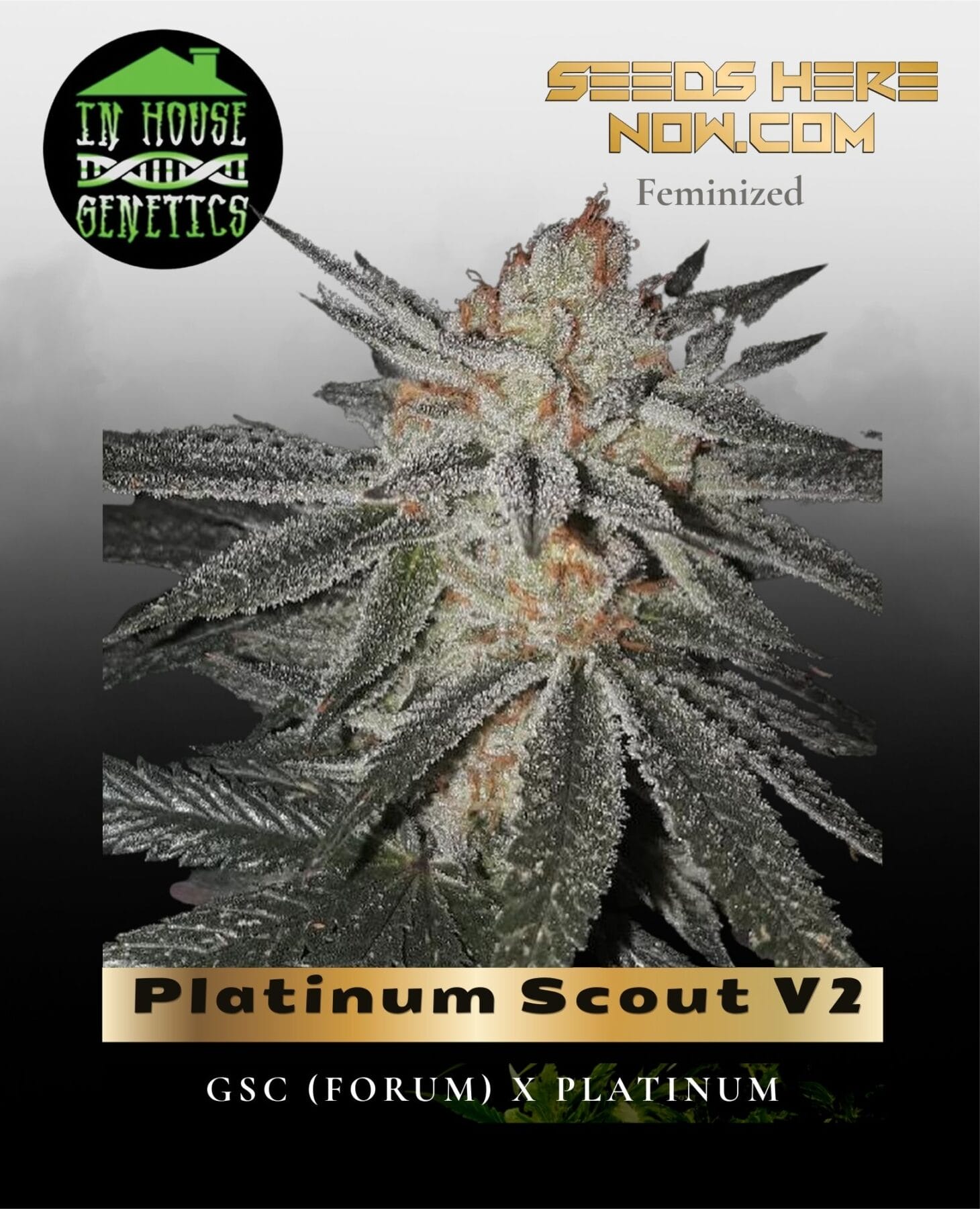 Platinum Scout V2 (Feminized) - In House Genetics