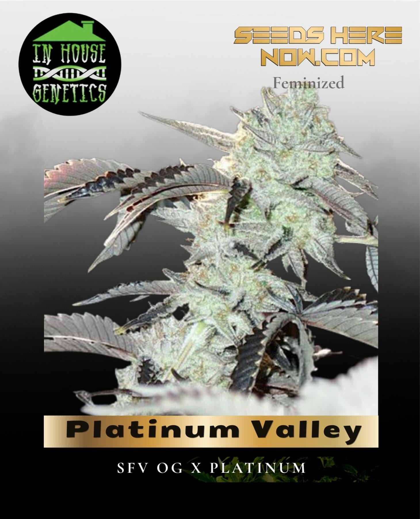 Platinum Valley (Feminized) - In House Genetics