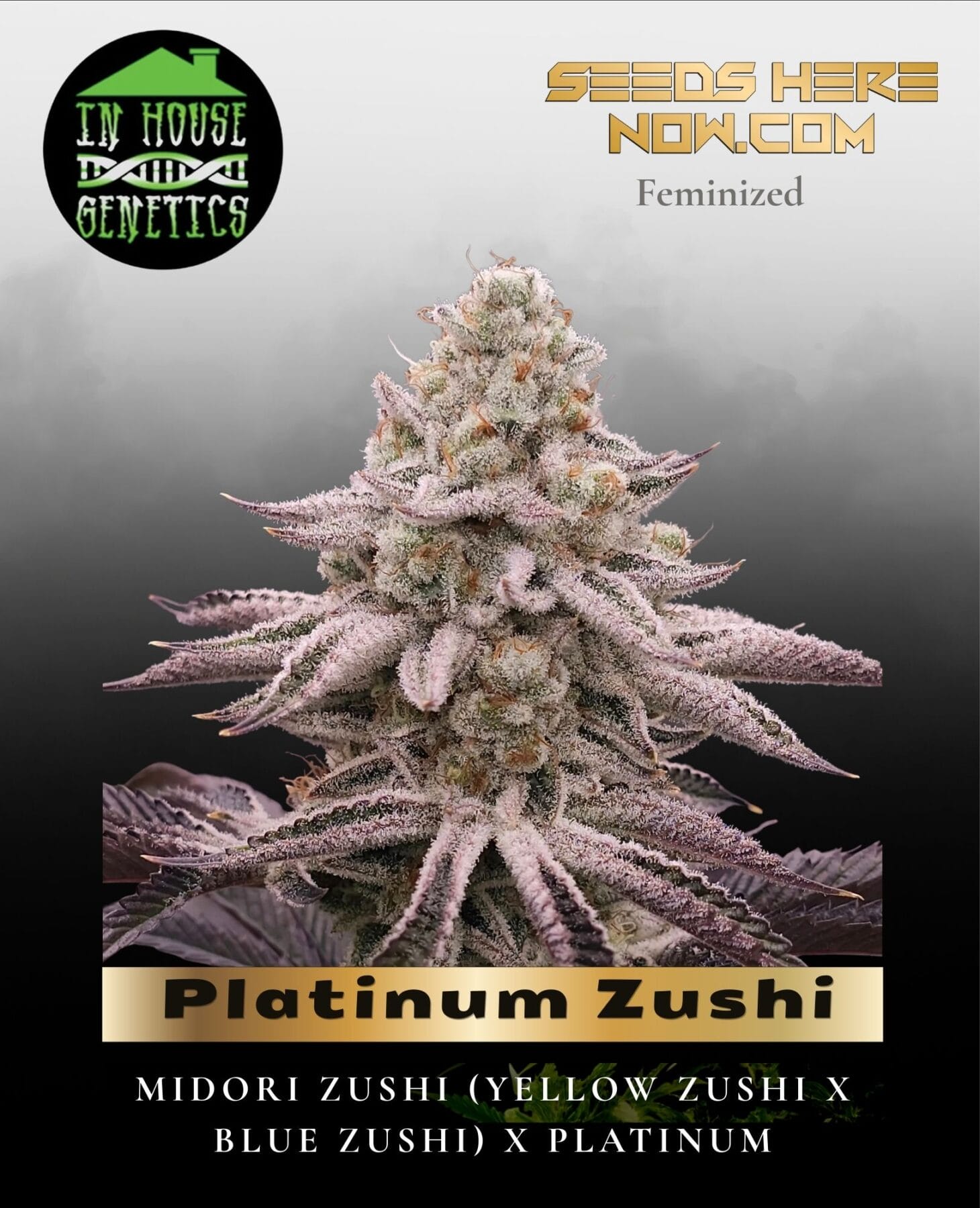 Platinum Zushi (Feminized) - In House Genetics