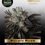 Purple Rush (Feminized) - In House Genetics