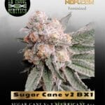 Sugar Cane v2 BX1 (Feminized) - In House Genetics