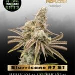 Slurricane #7 S1 (Feminized) - In House Genetics