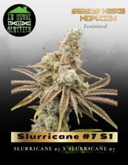 Slurricane #7 S1 (Feminized) (space) In House Genetics