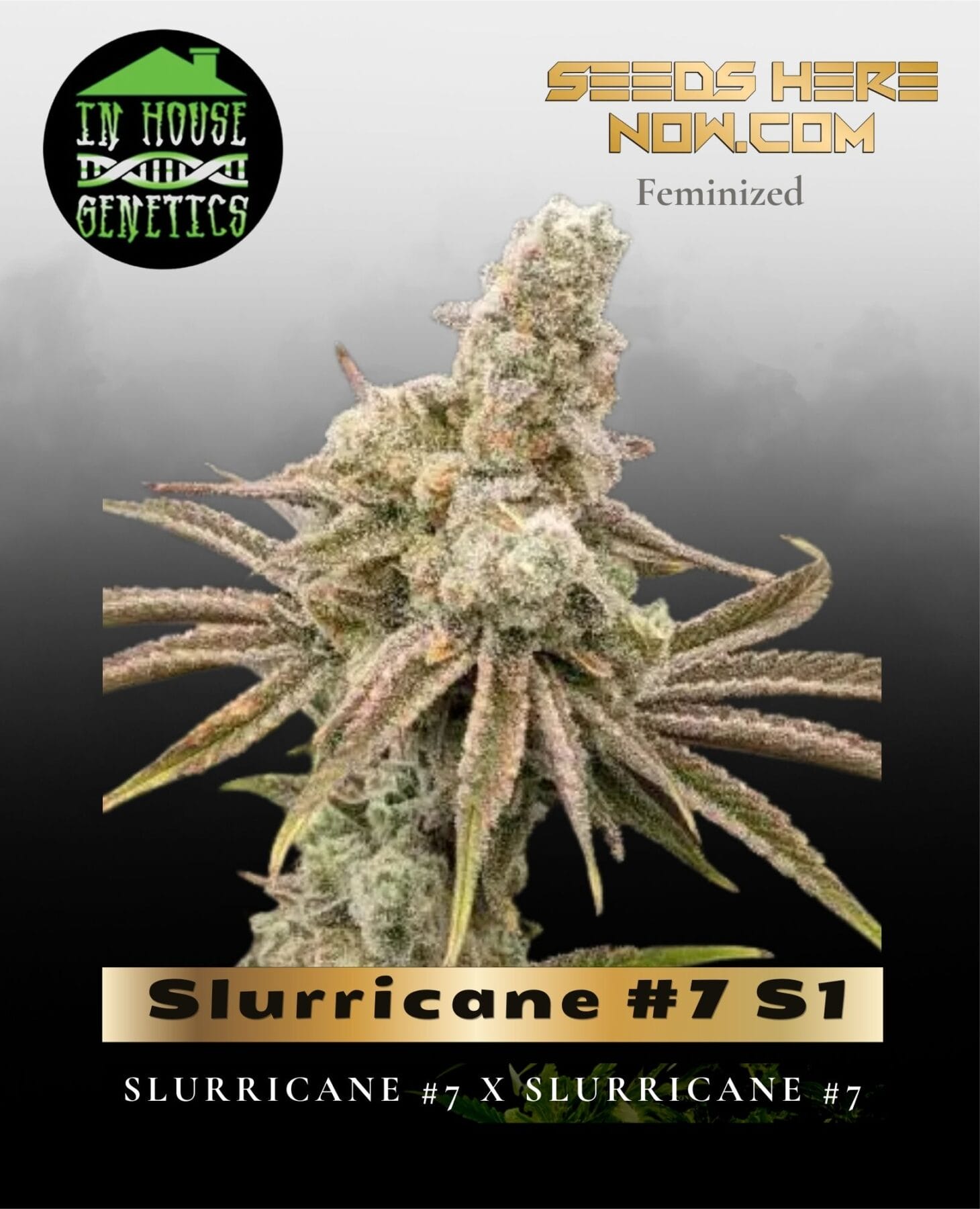 Slurricane #7 S1 (Feminized) - In House Genetics