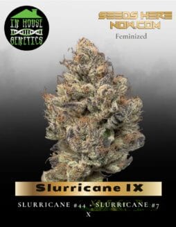 Slurricane IX (Feminized) (space) In House Genetics