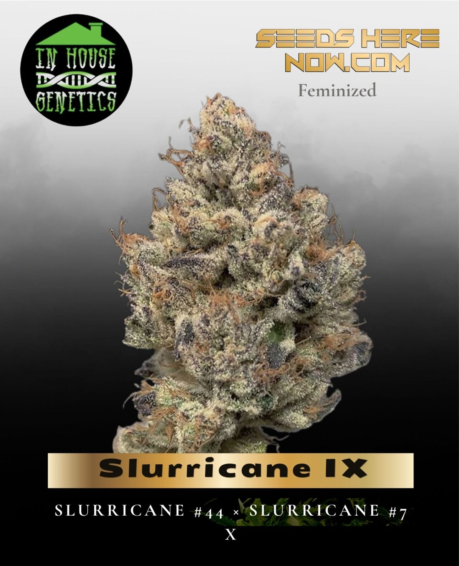 Slurricane IX (Feminized) - In House Genetics