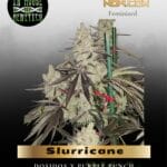 Slurricane (Feminized) - In House Genetics