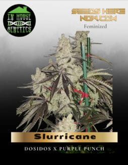 Slurricane (Feminized) (space) In House Genetics