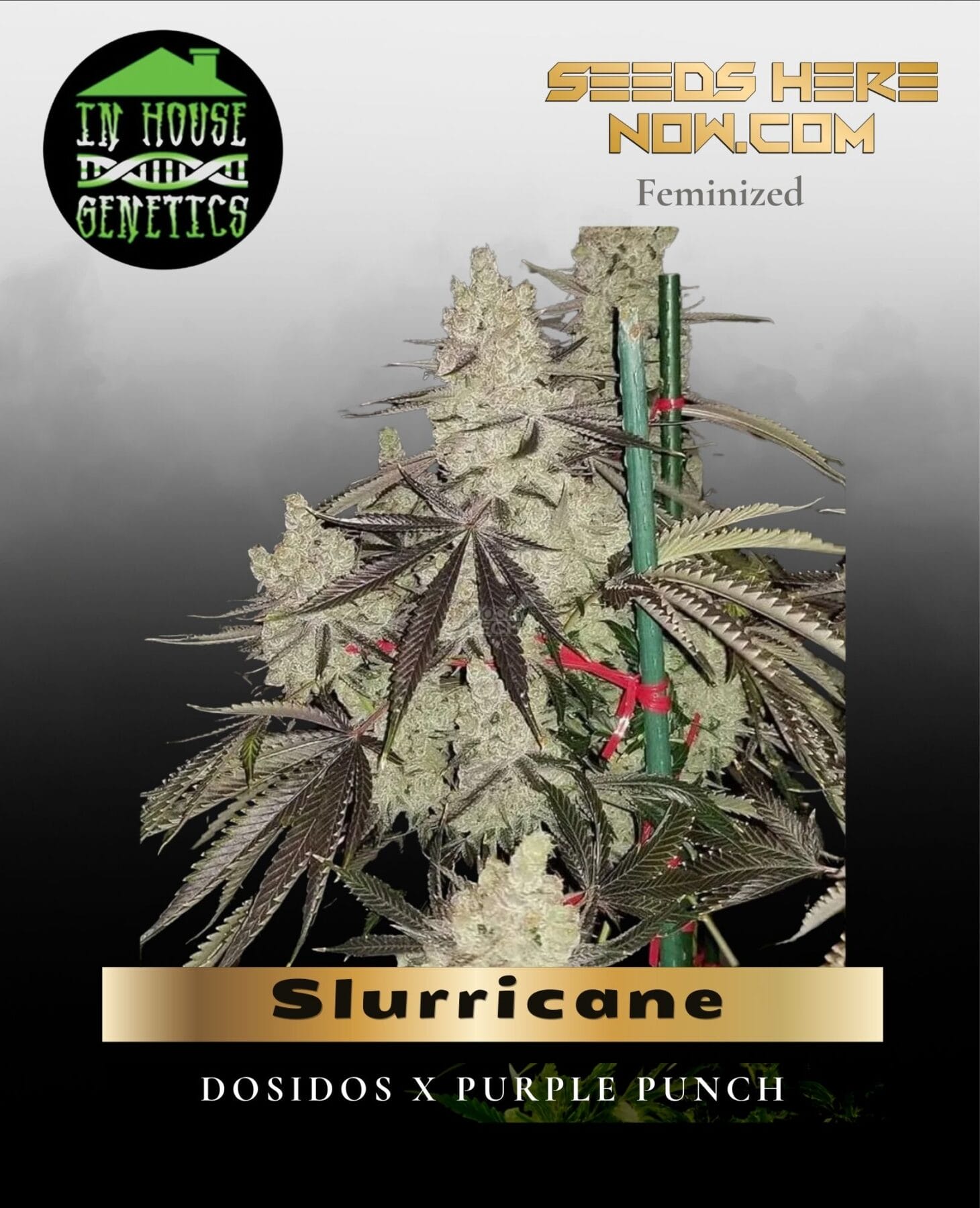 Slurricane (Feminized) - In House Genetics