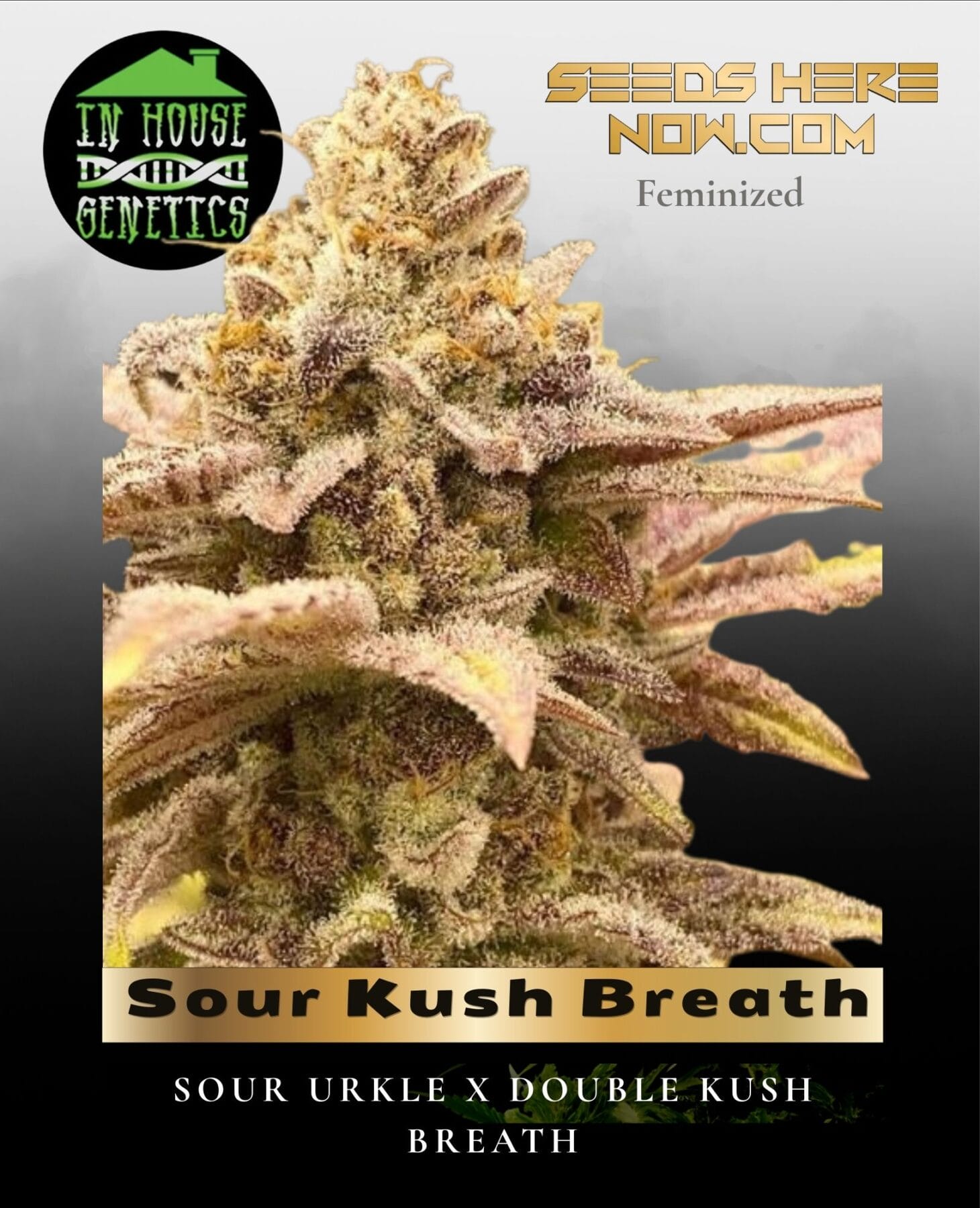 Sour Kush Breath (Feminized) - In House Genetics