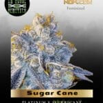 Sugar Cane (Feminized) - In House Genetics