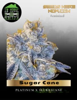 Sugar Cane (Feminized) (space) In House Genetics