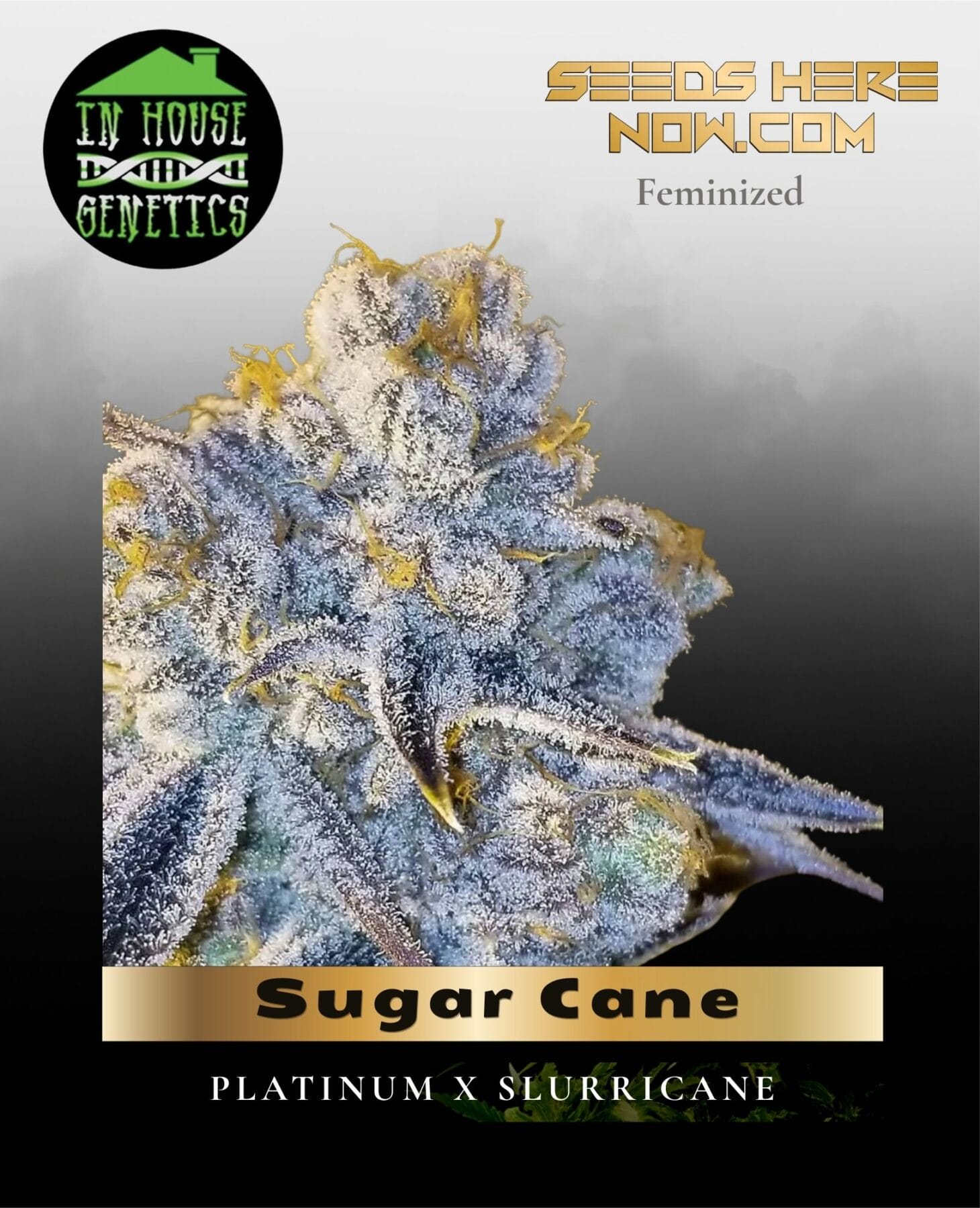 Sugar Cane (Feminized) - In House Genetics