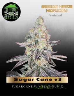 Sugar Cane v3 (Feminized) (space) In House Genetics