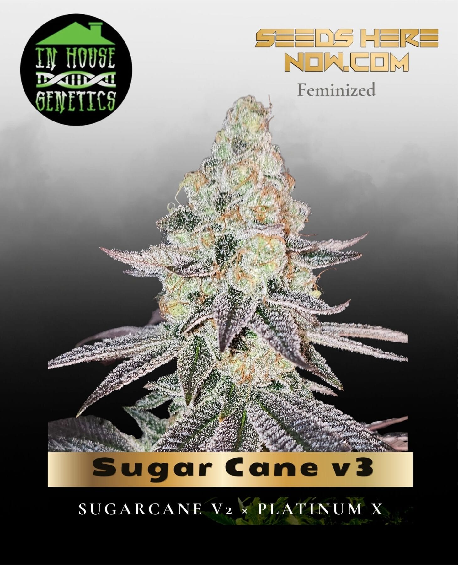 Sugar Cane v3 (Feminized) - In House Genetics