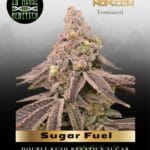 Sugar Fuel (Feminized) - In House Genetics