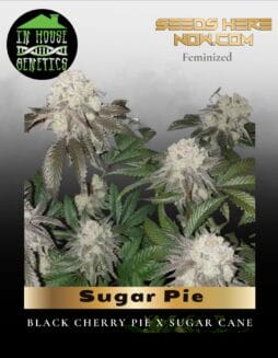 Sugar Pie (Feminized) (space) In House Genetics