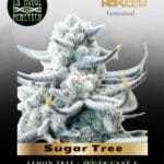 Sugar Tree (Feminized) - In House Genetics