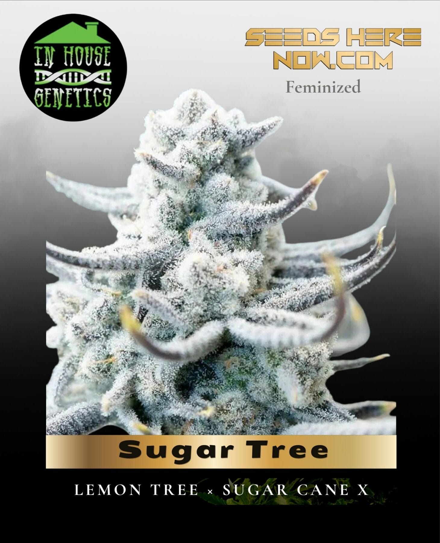 Sugar Tree (Feminized) - In House Genetics