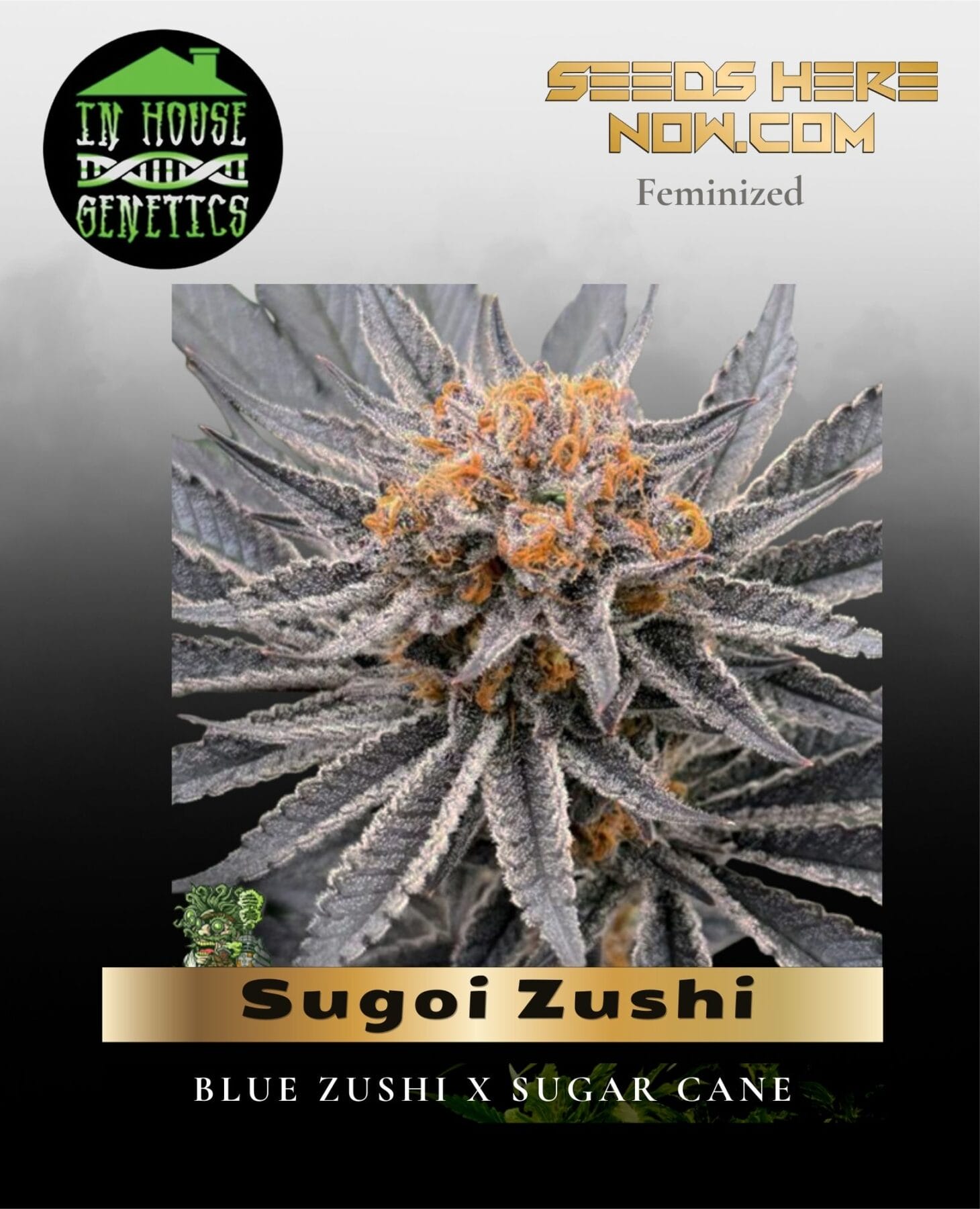 Sugoi Zushi (Feminized) - In House Genetics