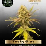 Tacky Glue (Feminized) - In House Genetics