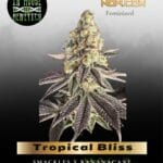 Tropical Bliss (Feminized) - In House Genetics