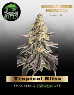 Tropical Bliss (Feminized) (space) In House Genetics