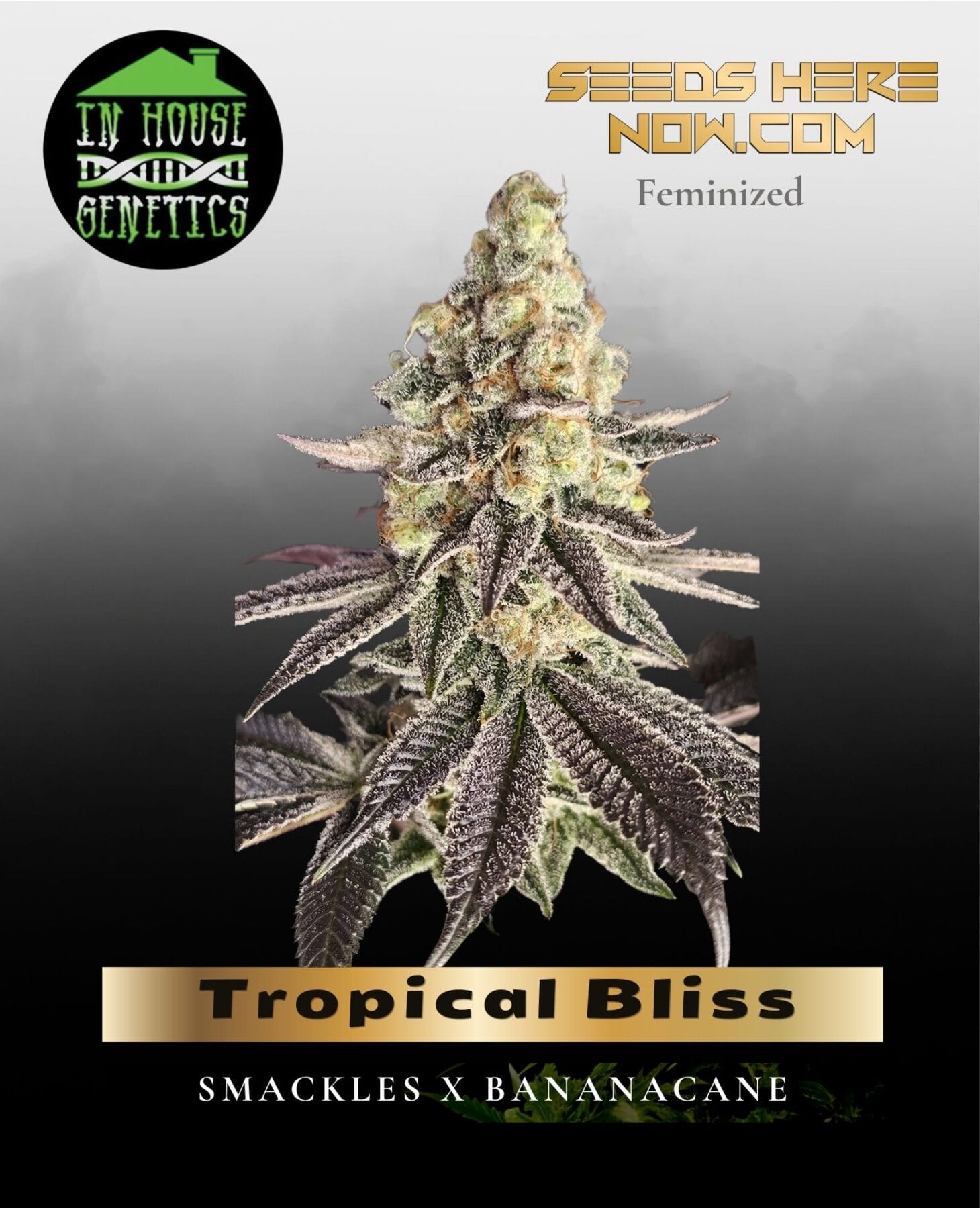 Tropical Bliss (Feminized) - In House Genetics