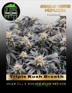 Triple Kush Breath (Feminized) (space) In House Genetics