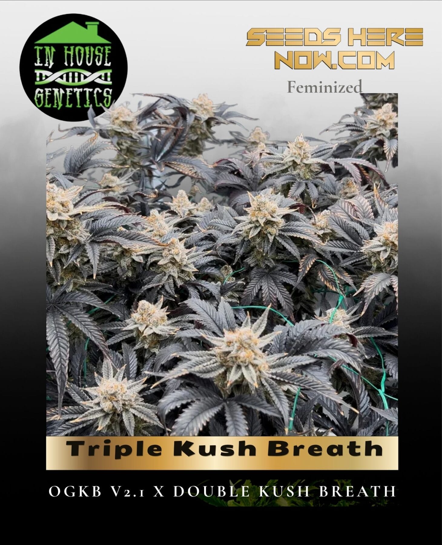 Triple Kush Breath (Feminized) - In House Genetics