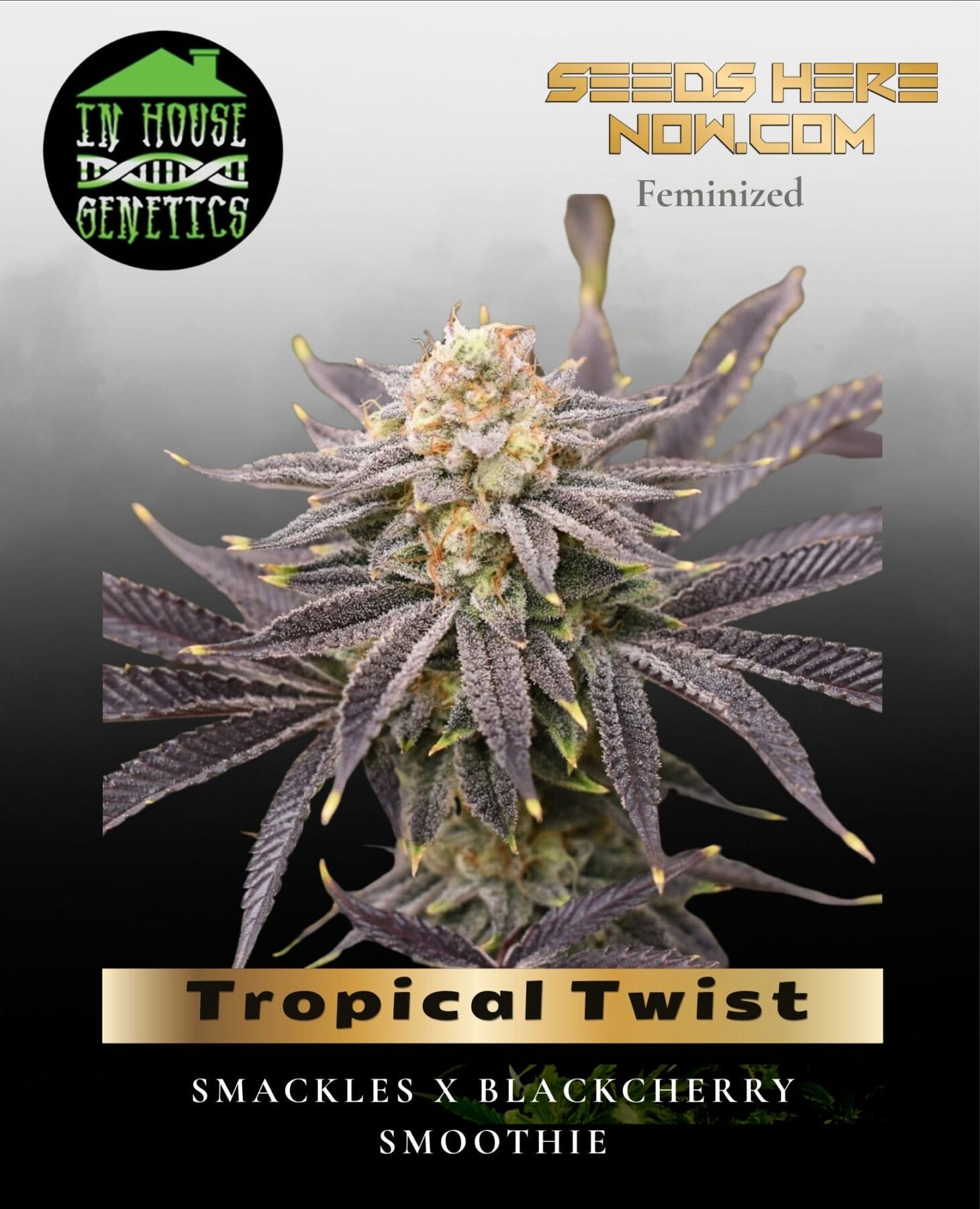 Tropical Twist (Feminized) - In House Genetics
