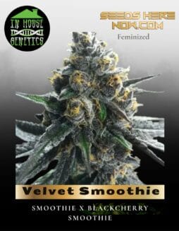 Velvet Smoothie (Feminized) (space) In House Genetics