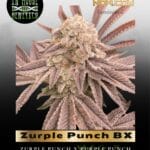 Zurple Punch BX (Feminized) - In House Genetics