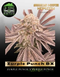 Zurple Punch BX (Feminized) (space) In House Genetics