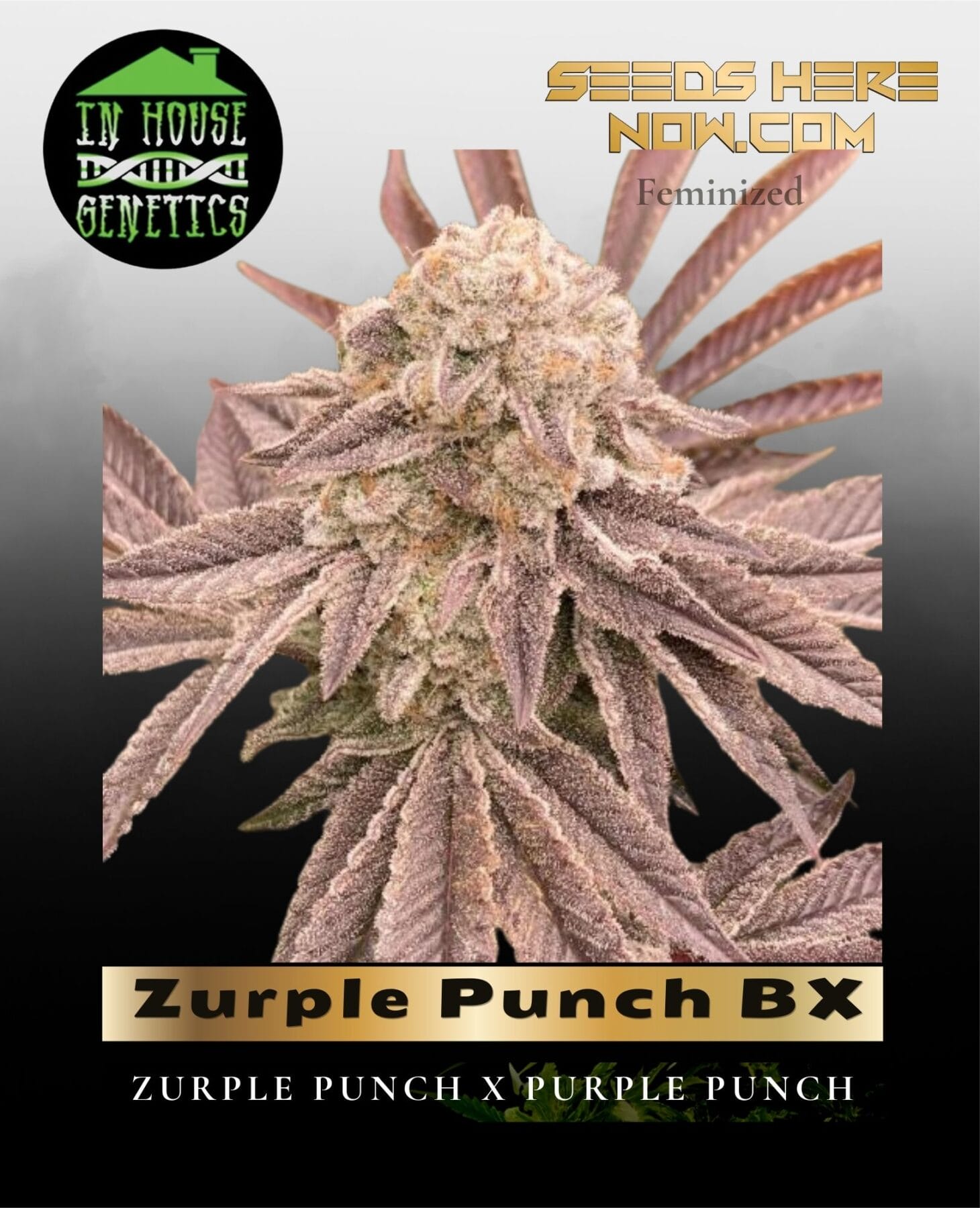 Zurple Punch BX (Feminized) - In House Genetics