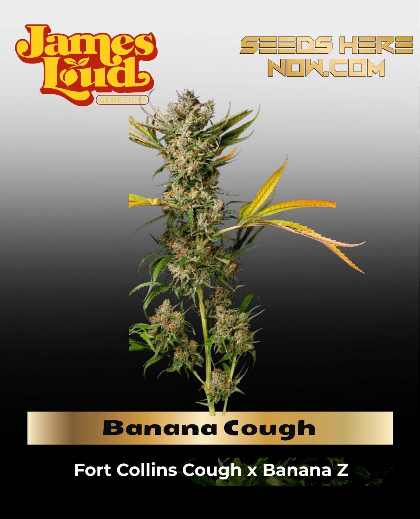 Banana Cough (Regular) - James Loud Genetics