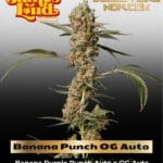 Banana Punch OG Auto (Feminized) - James Loud Genetics