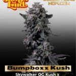 Bumpboxx Kush (Feminized) - James Loud Genetics