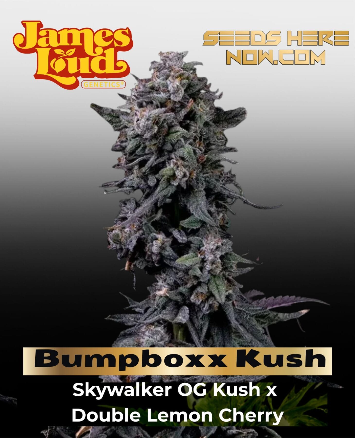 Bumpboxx Kush Feminized Seeds - James Loud Genetics