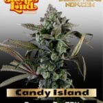 Candy Island (Feminized) - James Loud Genetics